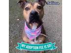 Adopt Falina a Mixed Breed