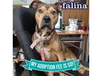 Adopt Falina a Mixed Breed