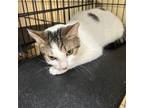 Adopt Rosie a Domestic Short Hair