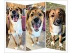 Adopt Bell a German Shepherd Dog, Labrador Retriever