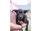 Adopt Rosebud a Black Labrador Retriever