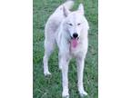 Adopt Rena a Siberian Husky, Alaskan Malamute