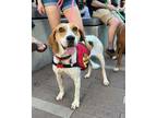 Adopt Janet a Treeing Walker Coonhound, Hound