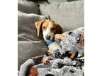 Adopt Valentina a Treeing Walker Coonhound, Beagle