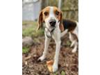 Adopt Valentina a Treeing Walker Coonhound, Beagle
