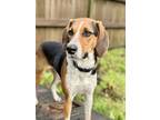 Adopt Pepper a Foxhound, Hound