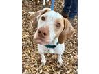 Adopt Petunia a Pointer, German Shorthaired Pointer