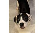 Adopt Opal a Border Collie, Pit Bull Terrier