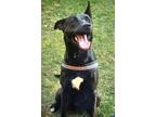 Adopt Babe a Dutch Shepherd, Mountain Dog