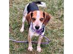 Adopt Becca a Beagle