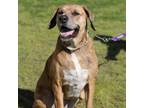 Adopt Latte a Catahoula Leopard Dog