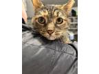 Adopt Marie a Domestic Short Hair