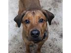 Adopt Dallas (Miss Dilly-Dally) a Rhodesian Ridgeback, Redbone Coonhound