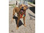 Adopt Dallas (Miss Dilly-Dally) a Rhodesian Ridgeback, Redbone Coonhound