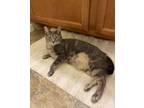 Adopt Mizuki RC a Domestic Short Hair