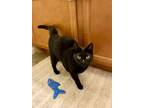 Adopt Midnight RC a Domestic Short Hair