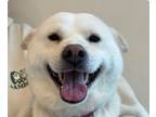 Adopt Hyuji a Jindo