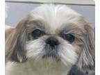 Adopt Emmie a Shih Tzu