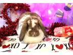 Adopt Indie a Lop Eared