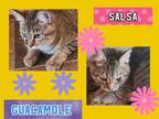 Adopt Salsa & Guacamole(Sister & Brother) a Domestic Short Hair