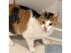 Adopt EUPHEMIA (MIA) L a Calico, American Shorthair