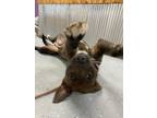 Adopt Moose a Wirehaired Terrier, American Staffordshire Terrier