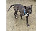 Adopt Mindy- *The Magnificent a Staffordshire Bull Terrier