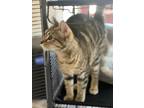 Adopt Jazz a Domestic Short Hair