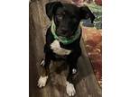 Adopt Nyx a Hound