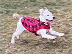 Adopt Saylor a Jack Russell Terrier, Labrador Retriever