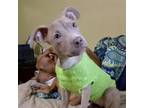 Adopt Coconut a Pit Bull Terrier