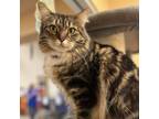 Adopt Pepper a Domestic Medium Hair