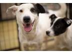 Adopt Tremosine a Australian Cattle Dog / Blue Heeler, Cattle Dog
