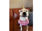 Adopt Belly a Pit Bull Terrier