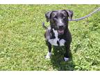 Adopt Jasmine a Mixed Breed, Pit Bull Terrier