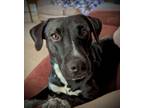 Adopt Jasmine a Mixed Breed, Pit Bull Terrier
