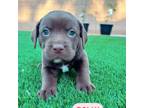 Adopt Dolly a Retriever, Pit Bull Terrier