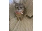 Adopt Gracie a Tabby, Domestic Short Hair