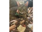 Adopt Stormi a Tabby, Domestic Short Hair