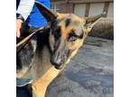 Adopt Bailey a German Shepherd Dog