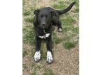 Adopt Shiva a Border Collie, German Shepherd Dog