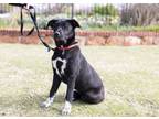 Adopt Shiva a Border Collie, German Shepherd Dog