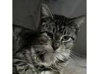 Adopt Stacy a Domestic Short Hair