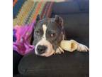 Adopt Mildred (mom) a American Staffordshire Terrier, Mixed Breed