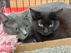 Adopt Jenny and Pippi a Domestic Short Hair
