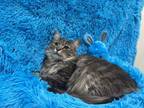 Adopt BEACH a Domestic Medium Hair, Tabby