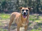 Adopt Kay a Boxer, Black Mouth Cur