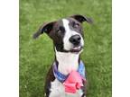 Adopt SCARLETT a Pointer