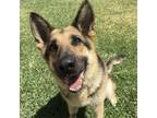 Adopt Clarissa T a German Shepherd Dog