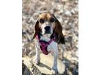 Adopt Gumdrop - Foster to Adopt a Beagle